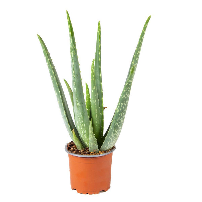Bloomique - Aloë Vera – Vetplant & succulent - ⌀10,5 cm - ↕30-35 cm