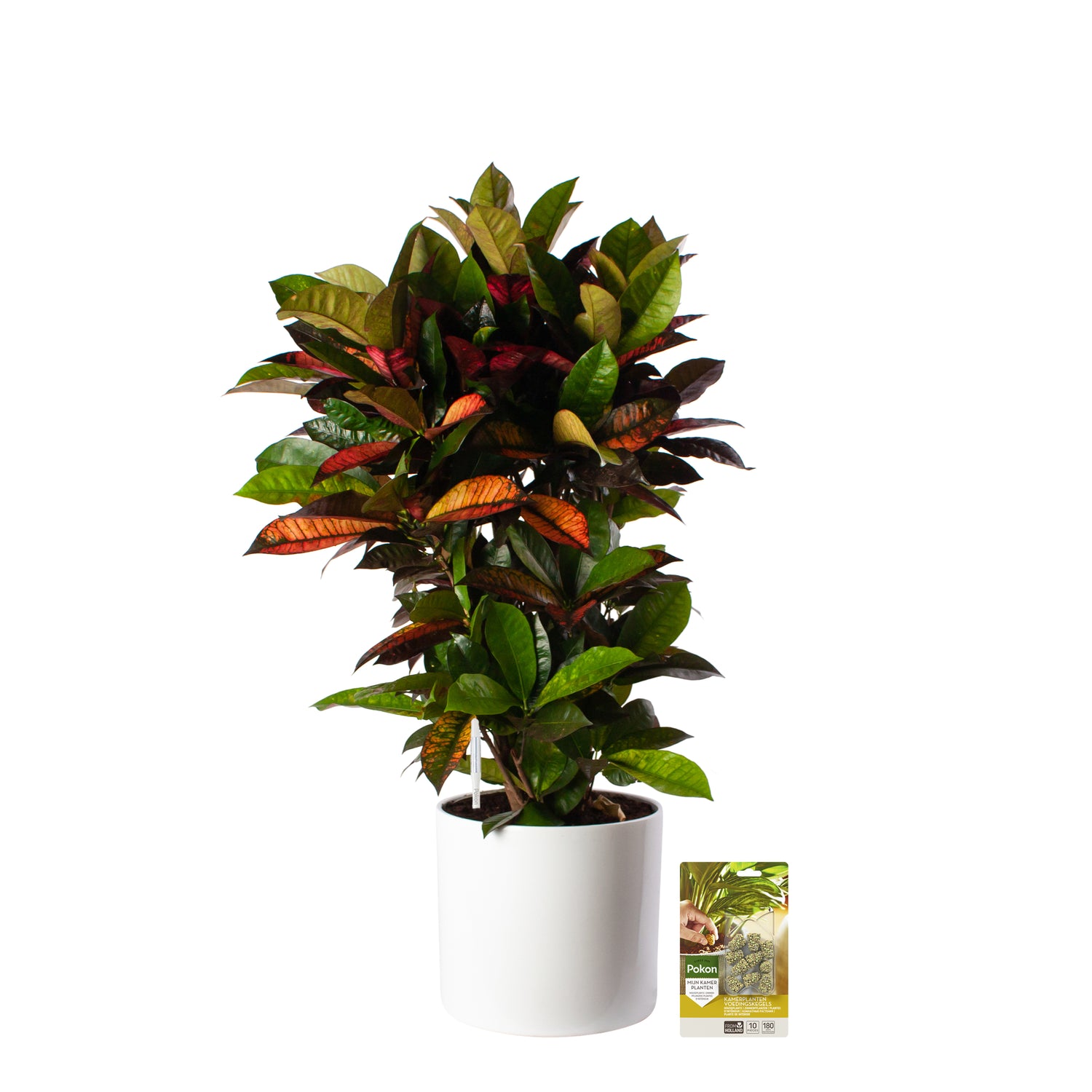 Pokon Croton incl. watermeter en voeding in Pot Wit ↕100 cm
