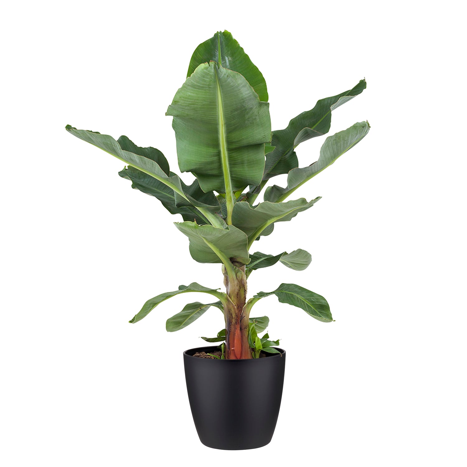 Flora@Home | Bananenplant in ELHO ® Pure Round (Zwart)