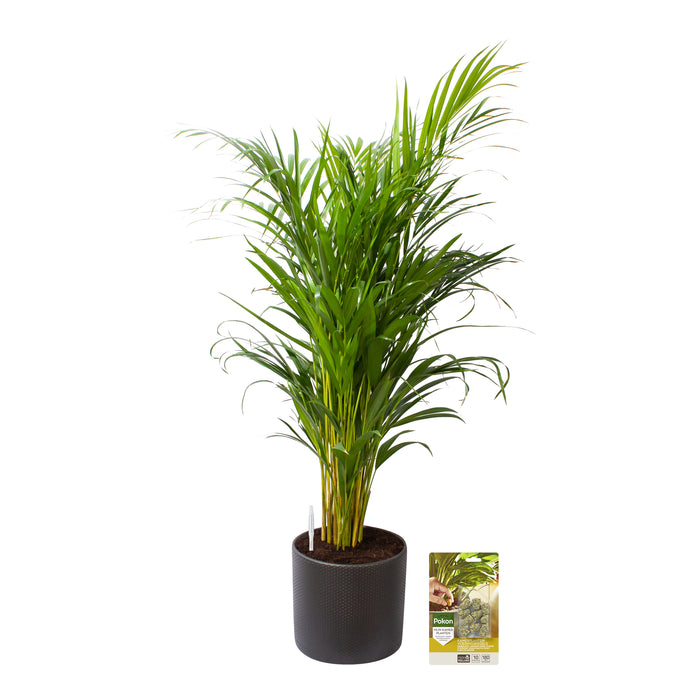 Pokon Goudpalm incl. watermeter en voeding in Pot Dkr Grijs ↕100 cm