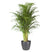 Flora@Home | Areca Palm ELHO ® Pure Round (Antraciet)
