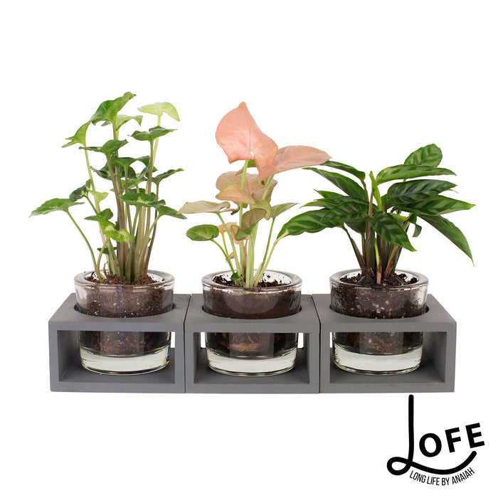 LOFE | Miniplantjes in glas