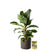 Pokon Bananenplant incl. watermeter en voeding in Pot Dkr Grijs ↕80cm