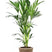 Fleurdirect Kentiapalm in Rotan Pot