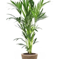 Fleurdirect Kentiapalm in Rotan Pot