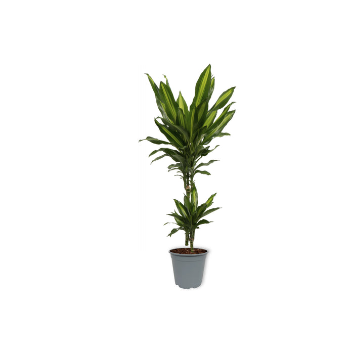 WL Plants Draceana Hawaiian Kamerplant +-70 cm hoog