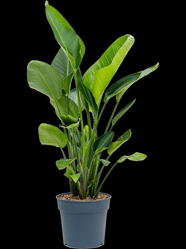 de84989d-a47e-422a-8311-bef53fffb751-vrijstaandbeeld.jpg (6695493) 