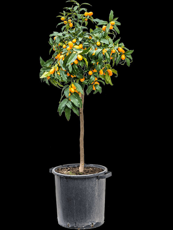 b82380bc-356b-49a9-9577-65898bcb660d-vrijstaandbeeld.jpg (6695508) 