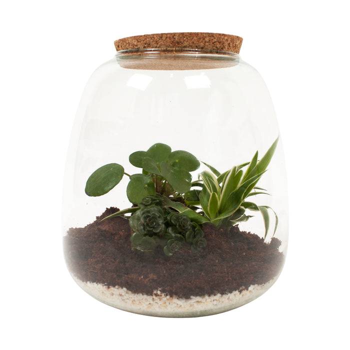 Eden Collection | Mini ecosysteem ‘Discover the World’