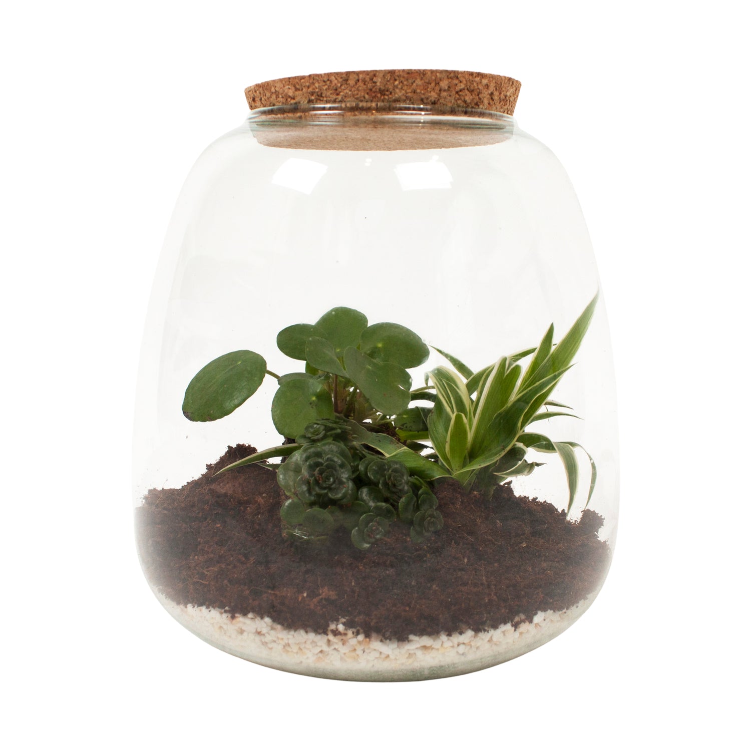 Eden Collection | Mini ecosysteem ‘Discover the World’