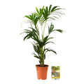 Pokon Kentia Palm incl. watermeter en voeding ↕90 cm