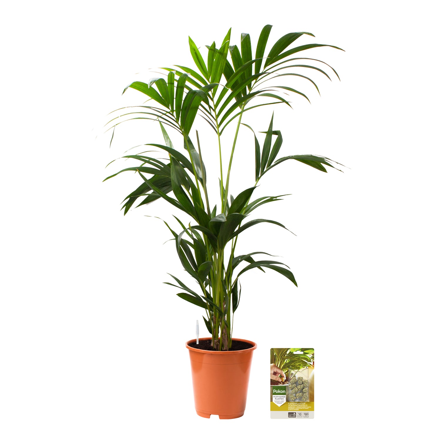 Pokon Kentia Palm incl. watermeter en voeding ↕90 cm