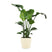 Flora@Home | Strelitzia (h.110 cm) in ELHO ® Pure Round (Soap)