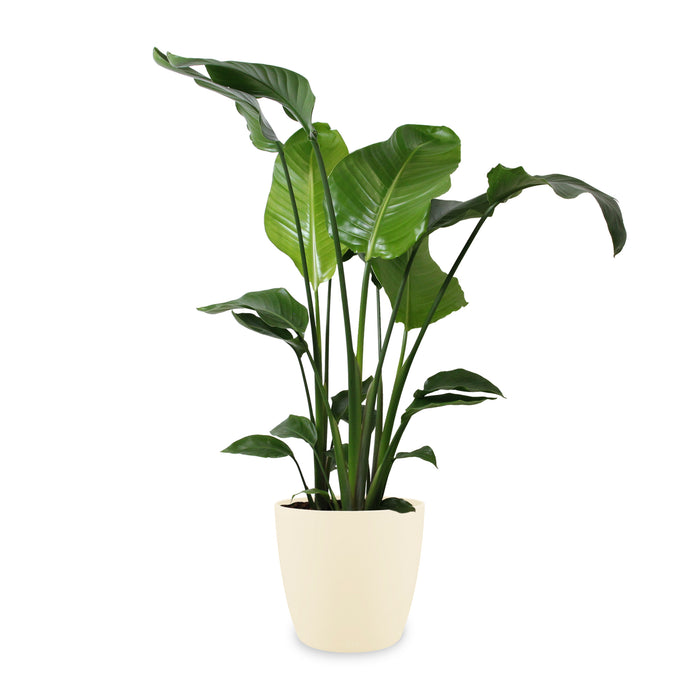 Flora@Home | Strelitzia (h.110 cm) in ELHO ® Pure Round (Soap)