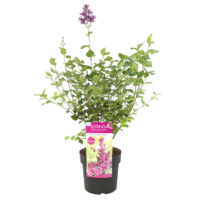 Bloomique - Syringa Bloomerang Dark Purple P19H50