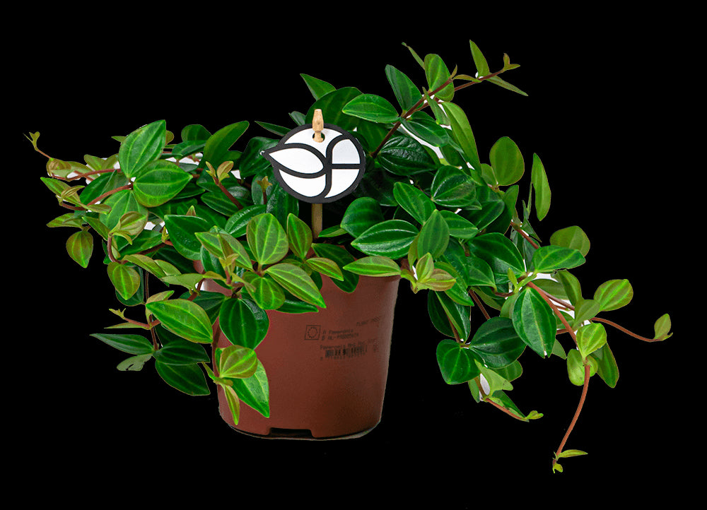 37c756e3-2a05-4d60-b1a0-6e1ce322b8d1-vrijstaandbeeld.jpg (6698658) 