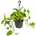 Bloomique - Scindapsus Marble Queen – ⌀17 cm - ↕35-45 cm
