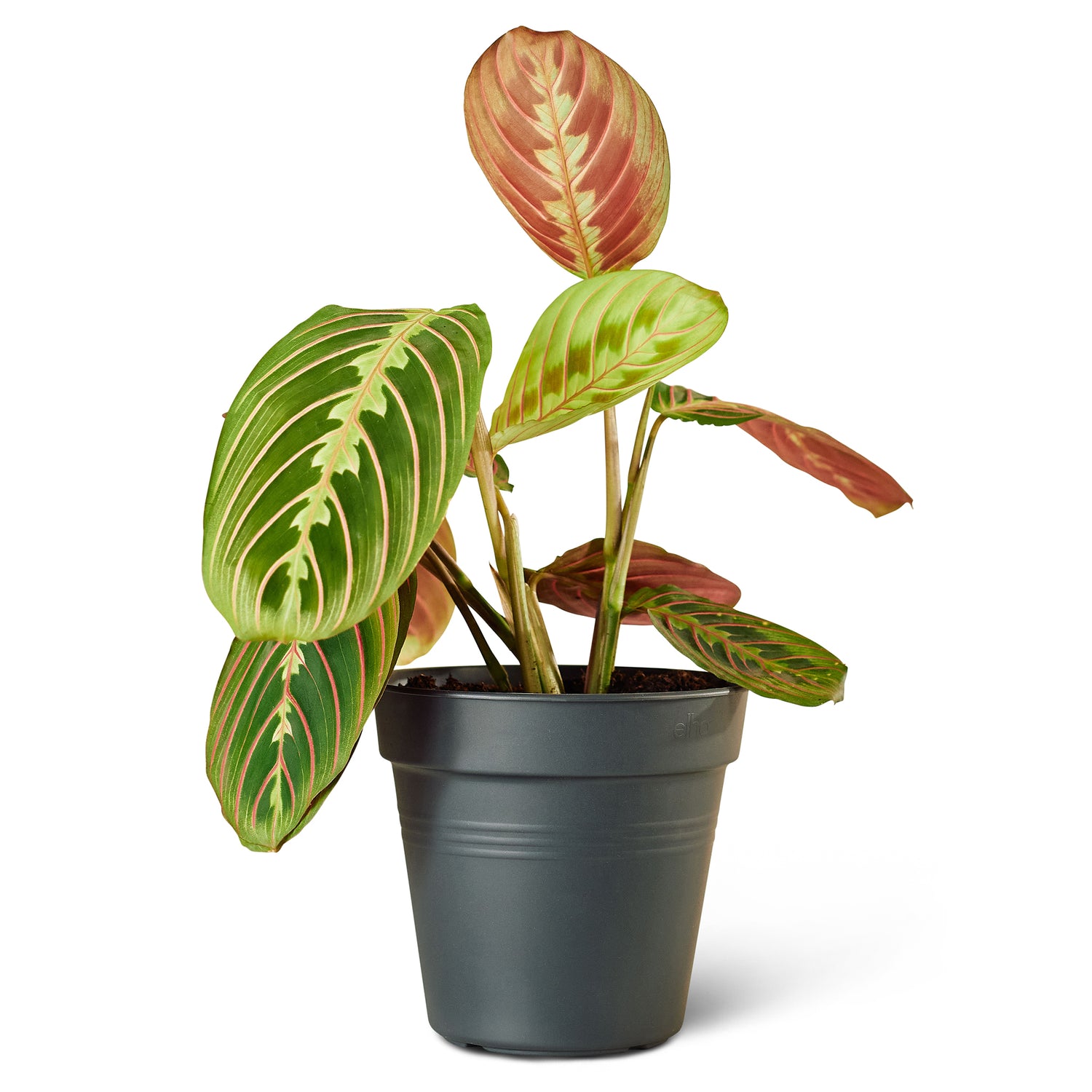 Plantery Gebedsplant Maranta Leuconeura kamerplant S