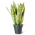 Plantery Vrouwentong Sansevieria Laurentii kamerplant S