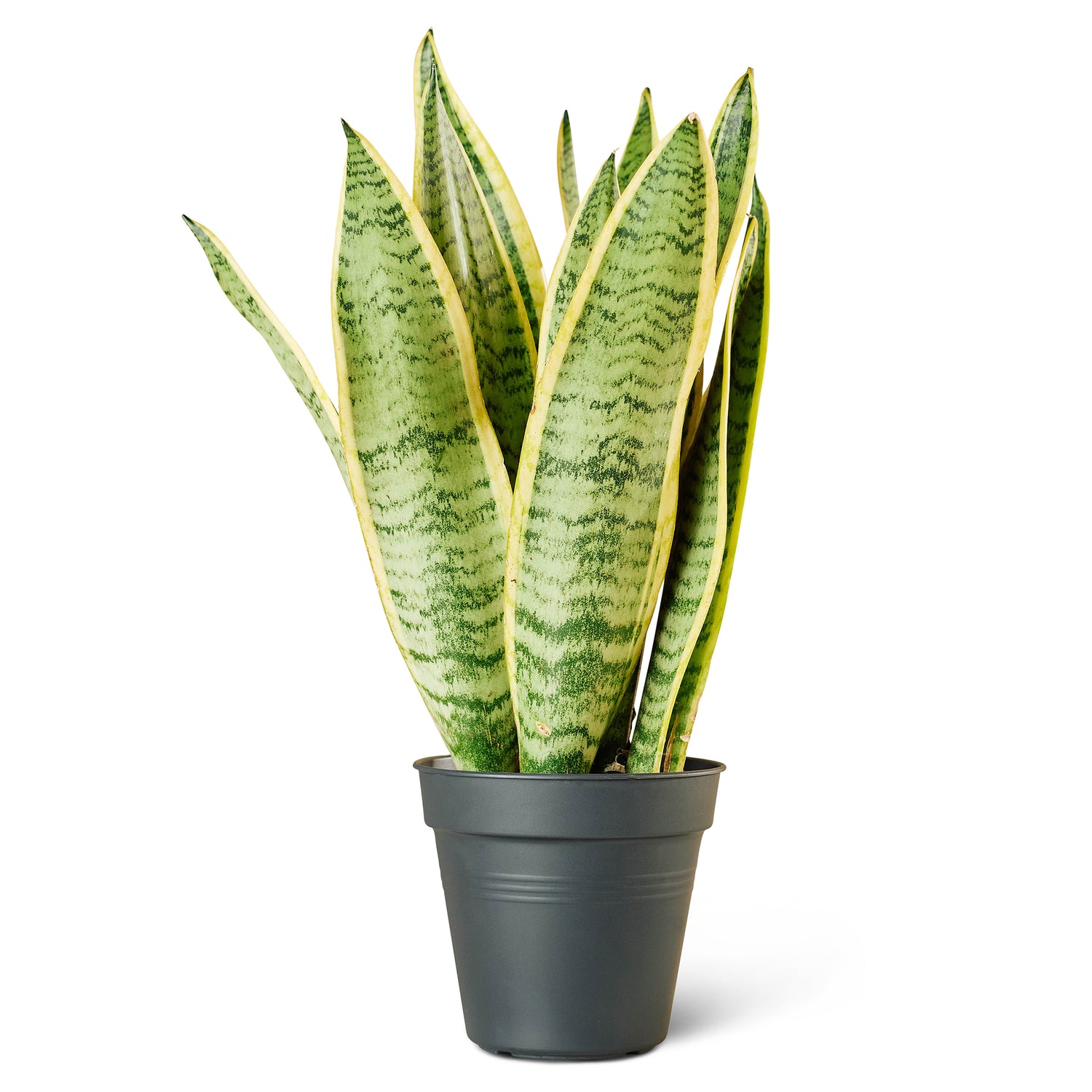 Plantery Vrouwentong Sansevieria Laurentii kamerplant S