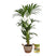 Pokon Kentia Palm incl. watermeter en voeding in Mand ↕110 cm