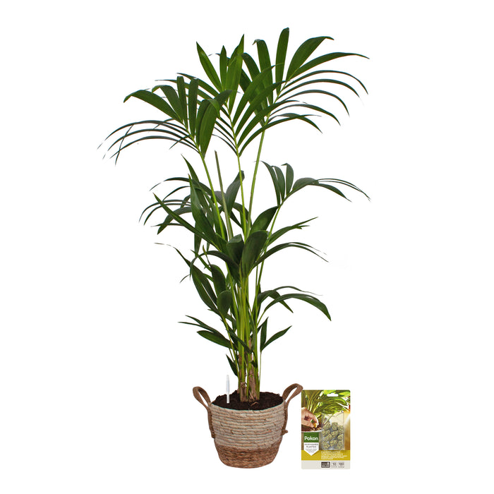 Pokon Kentia Palm incl. watermeter en voeding in Mand ↕110 cm