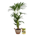 Pokon Kentia Palm incl. watermeter en voeding in Mand ↕110 cm