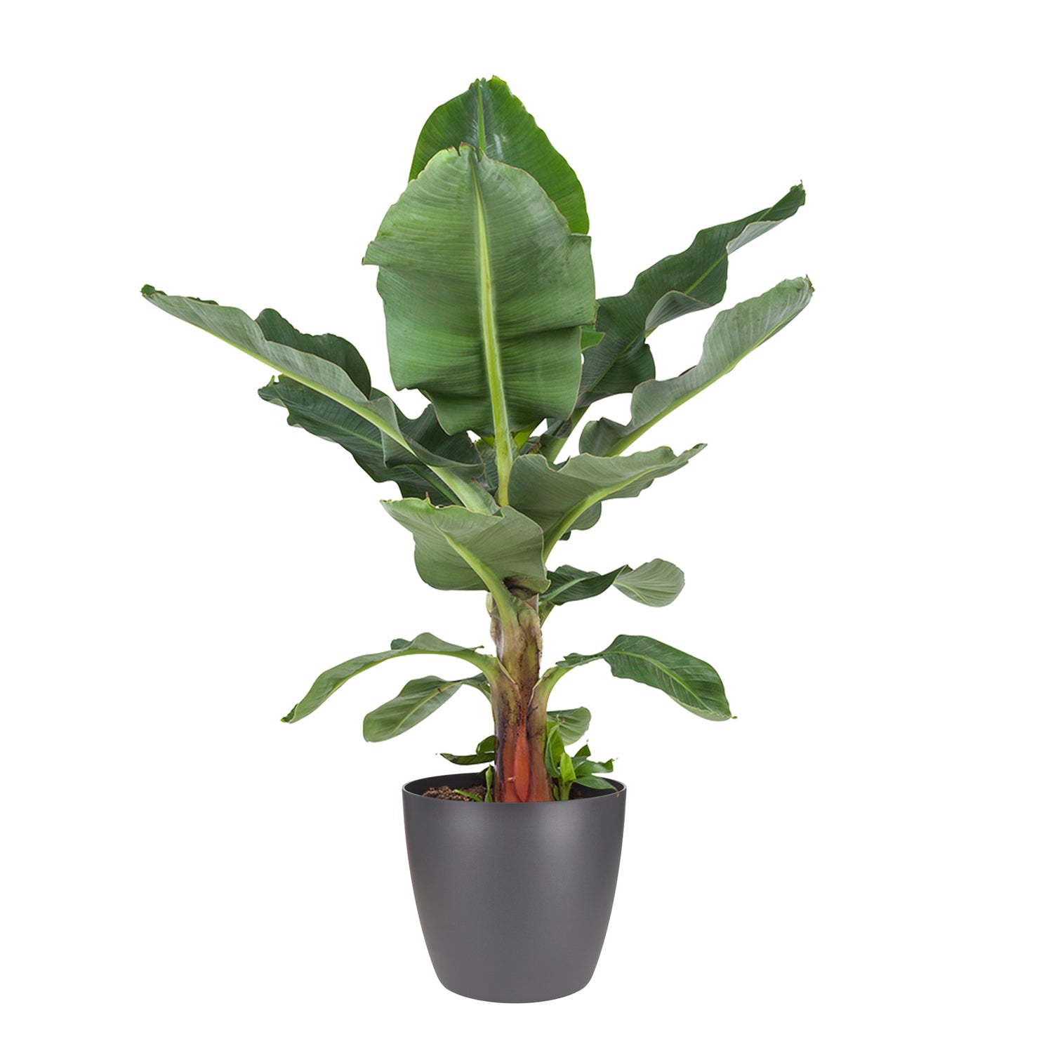 Flora@Home | Bananenplant in ELHO ® Pure Round (Antraciet)