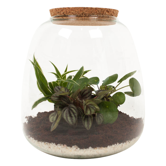 Eden Collection | Mini ecosysteem ‘Discover the World’