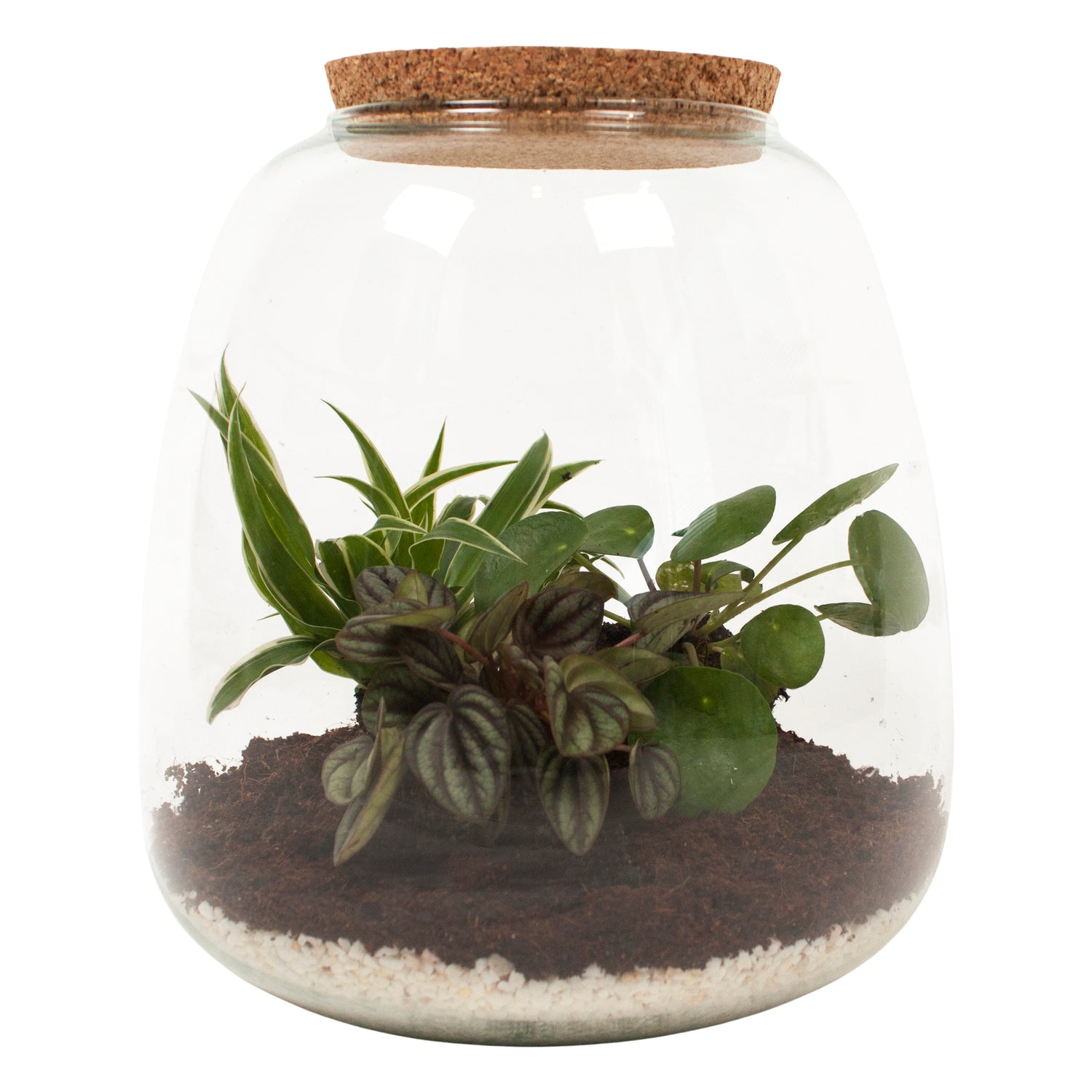 Eden Collection | Mini ecosysteem ‘Discover the World’