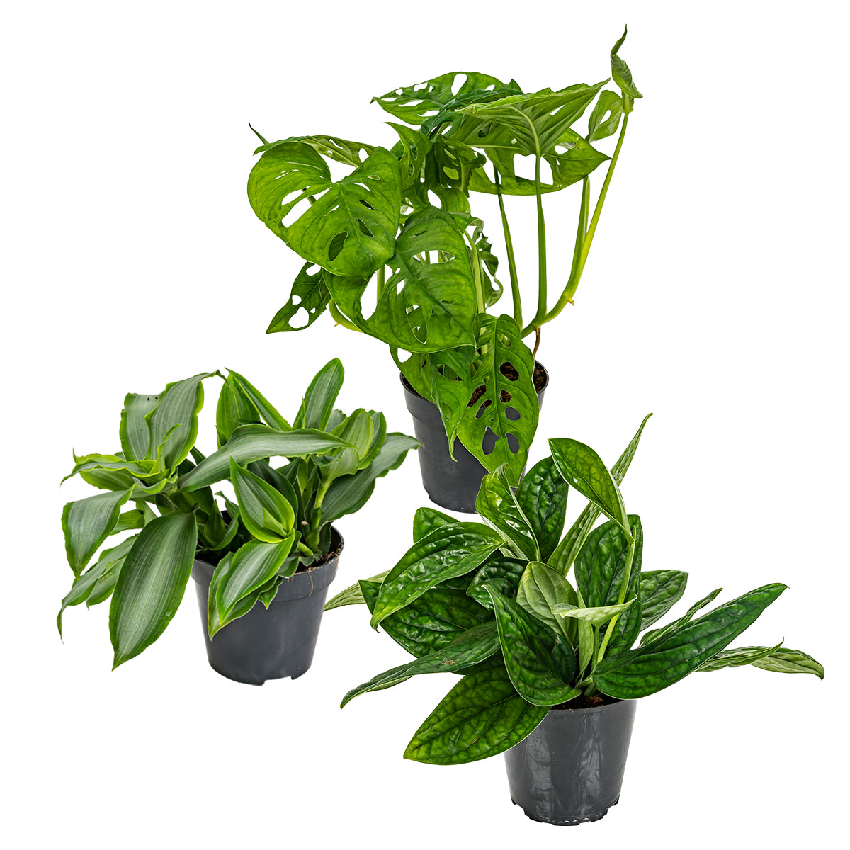 Bloomique - 3x Botanische Kamerplanten Mix – ⌀12 cm - ↕20-25 cm
