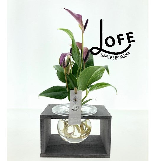 LOFE | Schoonheid op water