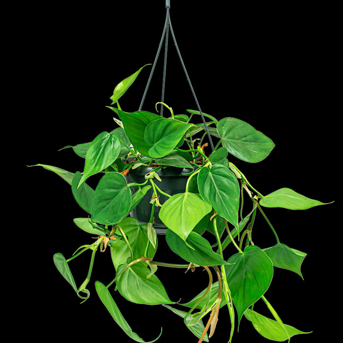 0c3add20-c529-47f7-aa4c-e945c4d7ffd2-vrijstaandbeeld.jpg (6700092) 