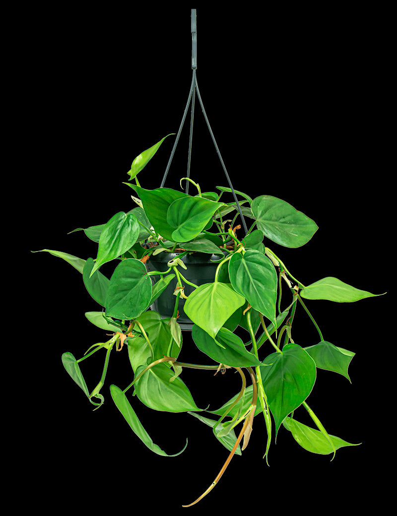 0c3add20-c529-47f7-aa4c-e945c4d7ffd2-vrijstaandbeeld.jpg (6700092) 