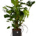 Flora@Home | Monstera met mosstok in ELHO ® b.for soft (antraciet)