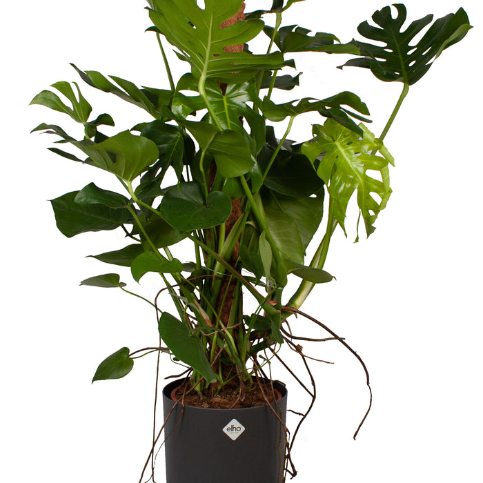 Flora@Home | Monstera met mosstok in ELHO ® b.for soft (antraciet)