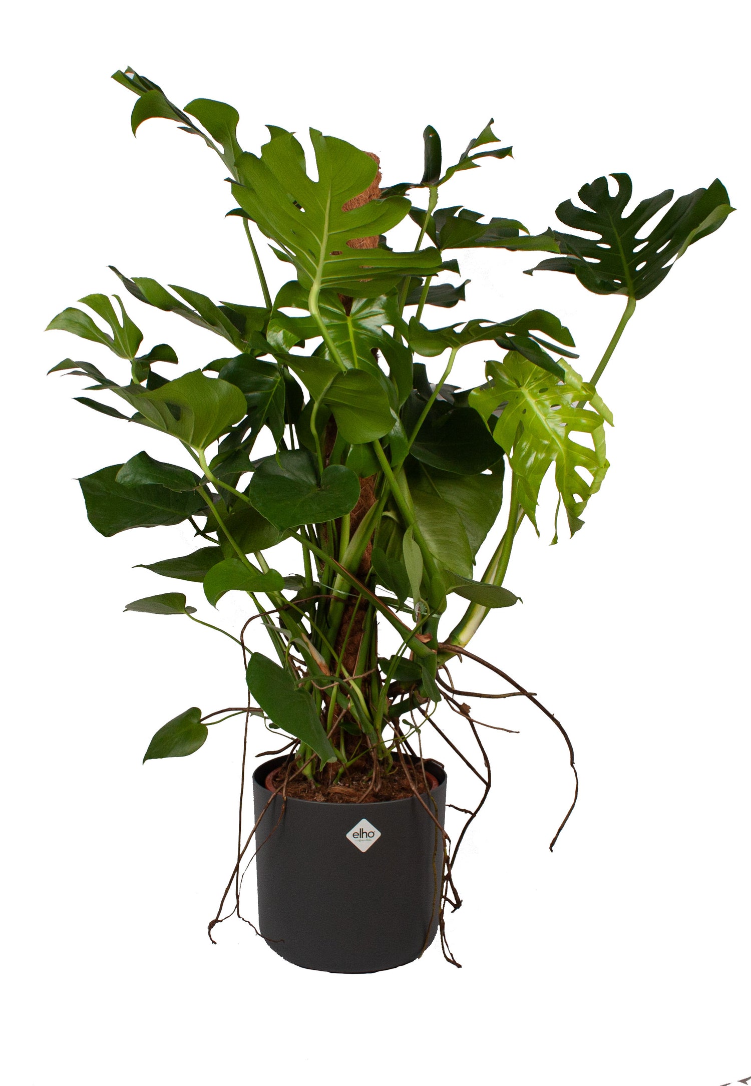 Flora@Home | Monstera met mosstok in ELHO ® b.for soft (antraciet)