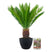 Pokon Cycas Palm incl. voeding in Nova Pot Terrazzo Zwart ↕75 cm