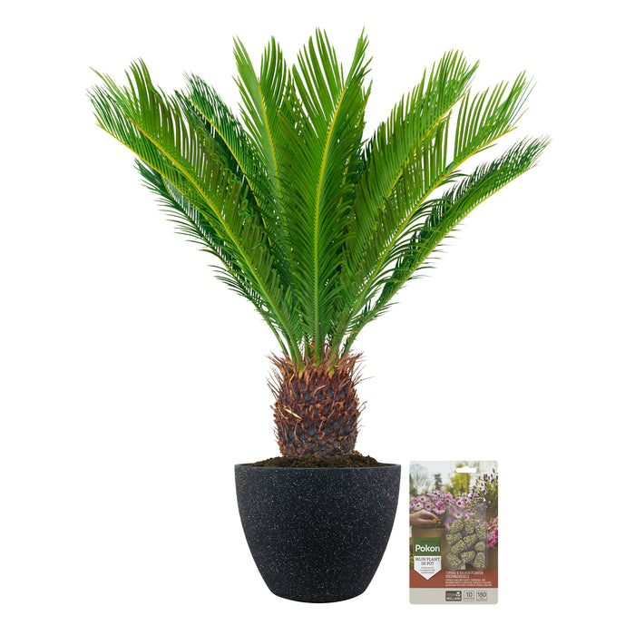 Pokon Cycas Palm incl. voeding in Nova Pot Terrazzo Zwart ↕75 cm