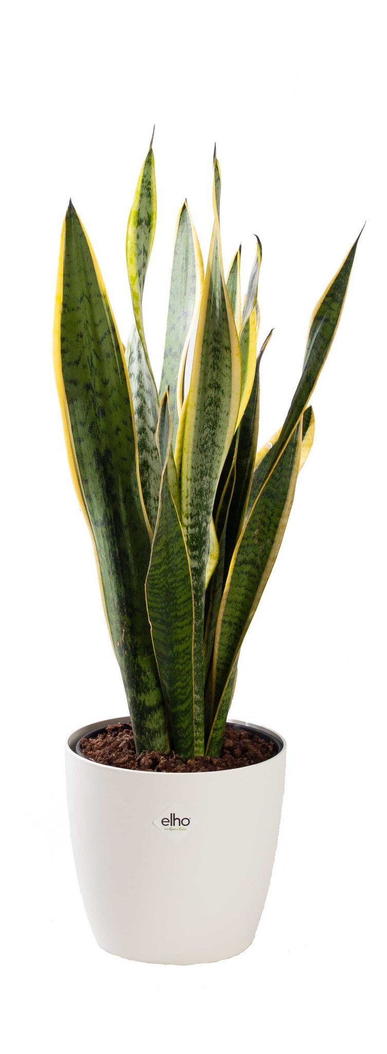 Elho Sansevieria Laurentii in Elho pot
