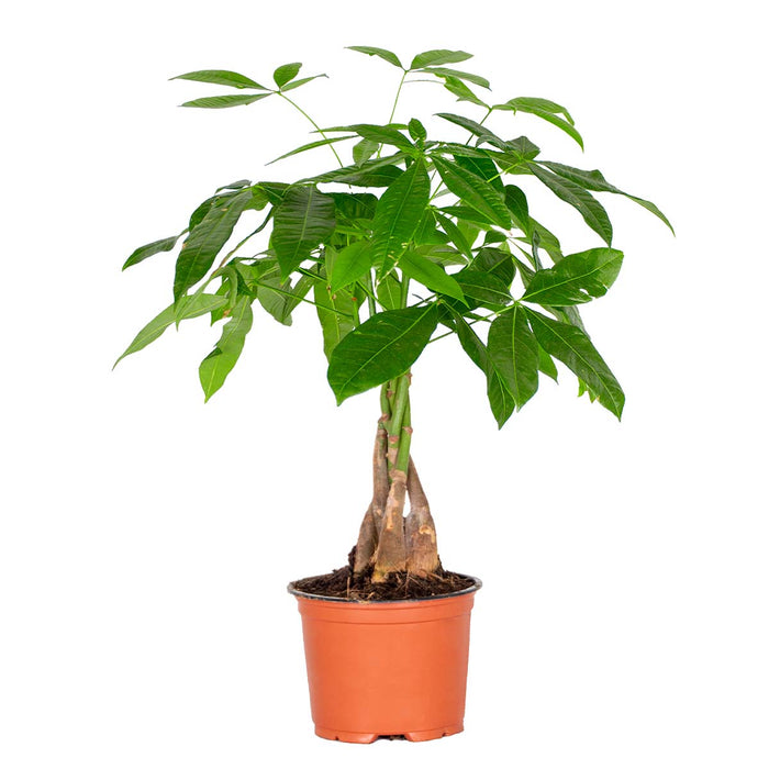 Bloomique - Pachira Aquatica - Geldboom - ⌀12 cm - ↕25-35 cm