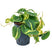 Plantenwinkel Philodendron grand brasil hydrocultuur hangplant