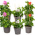 Bloomique - 6x Geranium Mix Hangend – ⌀10,5 cm - ↕15-20 cm