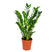 Bloomique - Zamioculcas P17H60