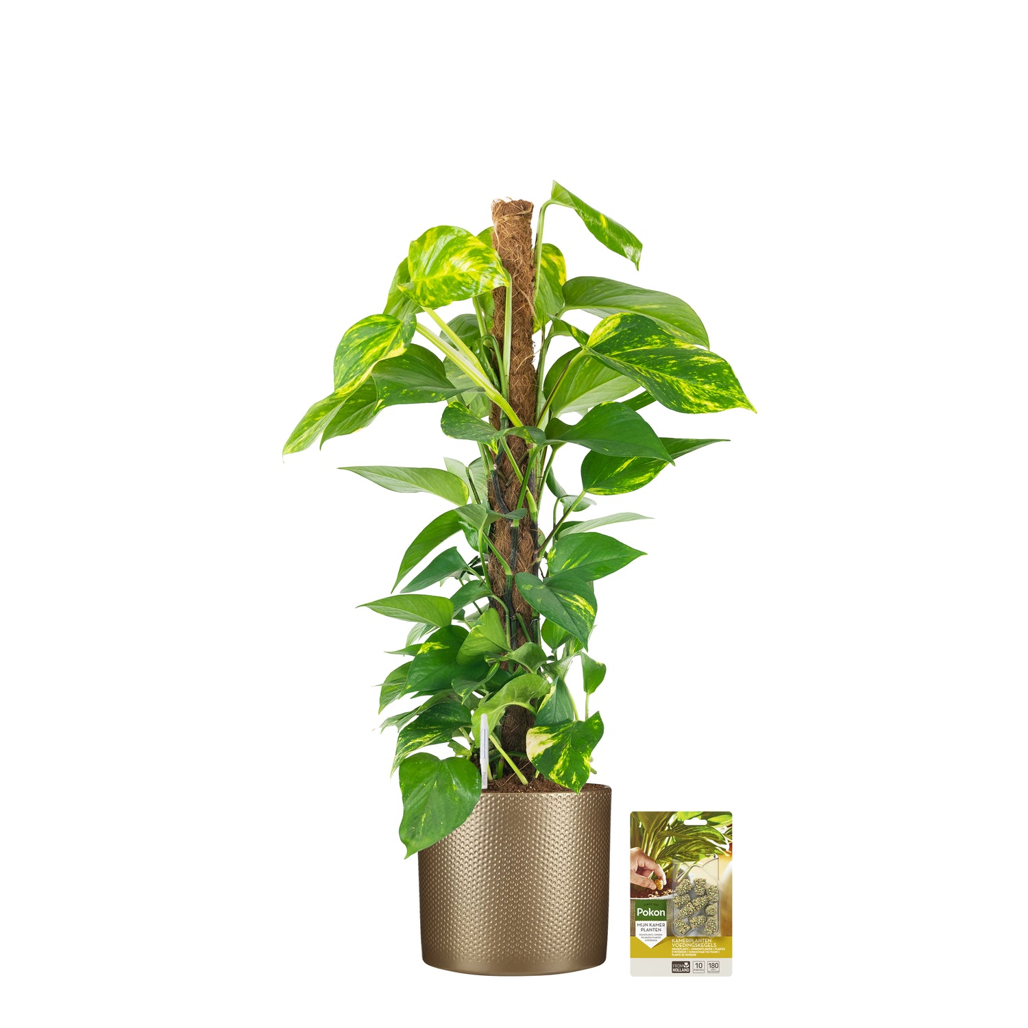 Pokon Epipremnum incl. watermeter en voeding in Pot Goud ↕80 cm