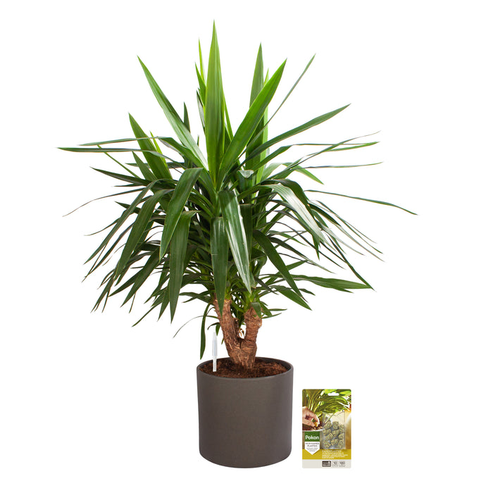 Pokon Yucca incl. watermeter en voeding in Pot Dkr Grijs ↕100 cm