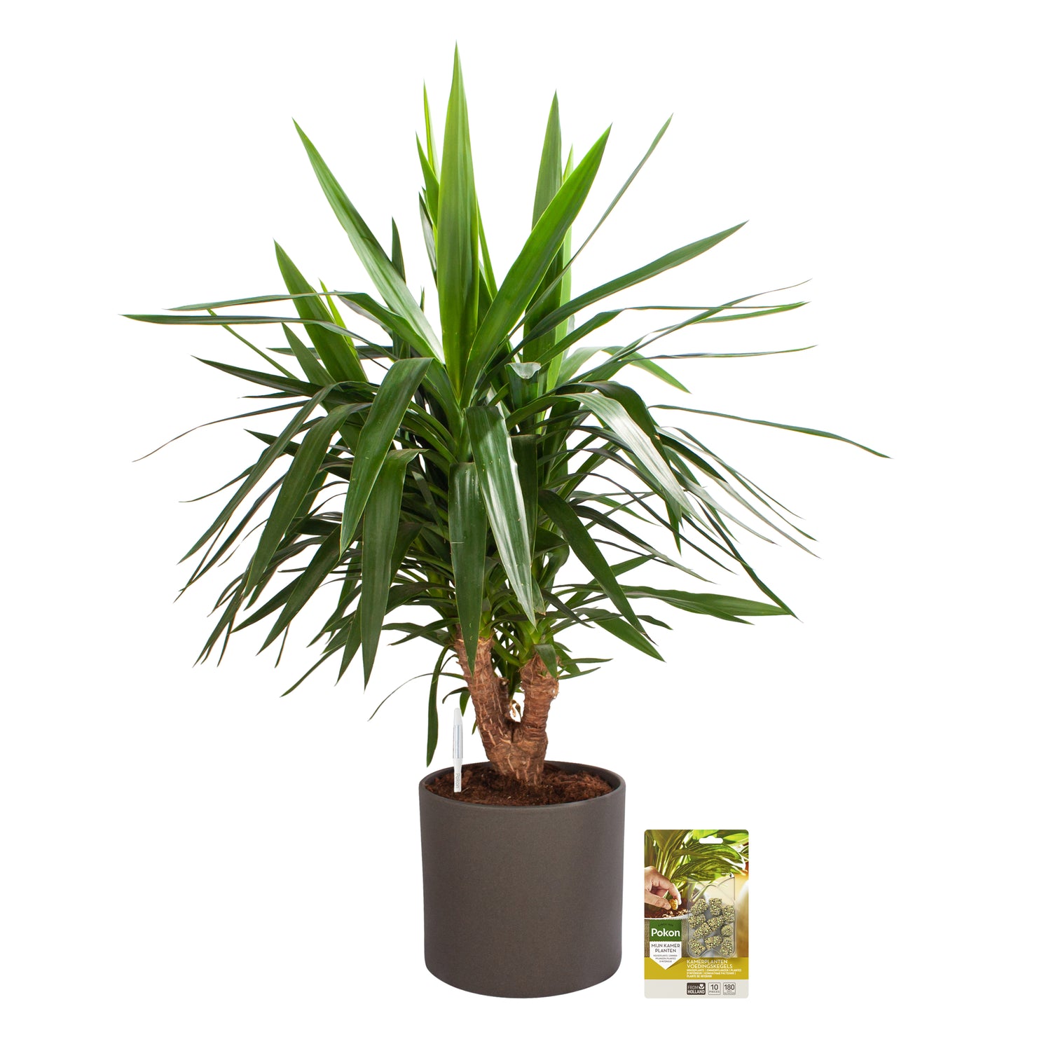 Pokon Yucca incl. watermeter en voeding in Pot Dkr Grijs ↕100 cm