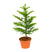 Bloomique - Apenboom - Araucaria - ⌀ 17 cm - ↕ 60 cm