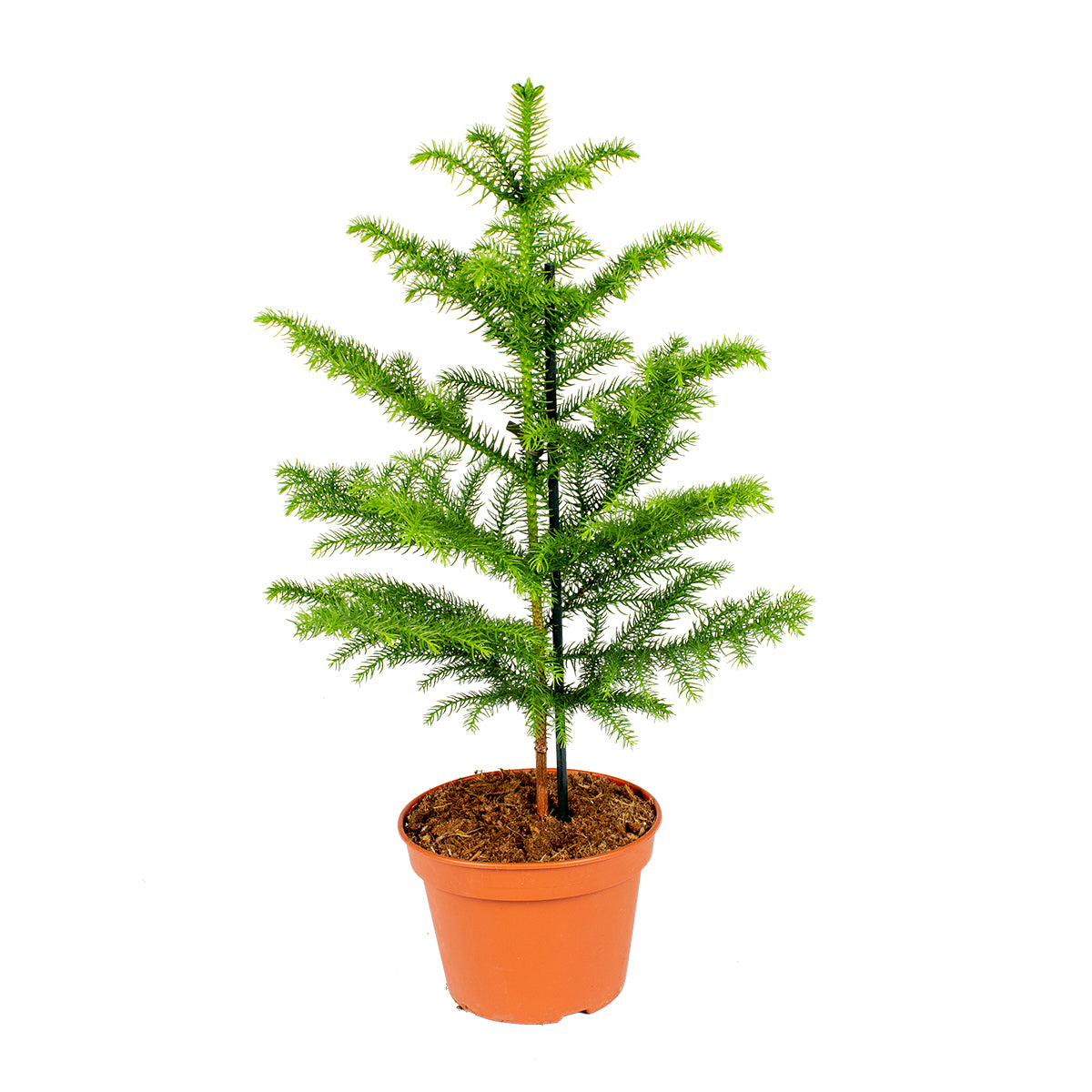 Bloomique - Apenboom - Araucaria - ⌀ 17 cm - ↕ 60 cm
