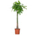 Bloomique - Pachira Aquatica - Geldboom - ⌀27 cm - ↕130-140 cm